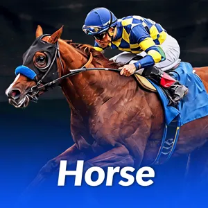 New8 Horse Bet